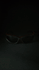 files/1000034300.gif